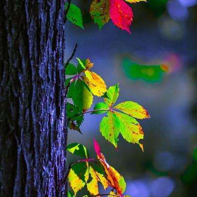 188BET官网中国官方网站